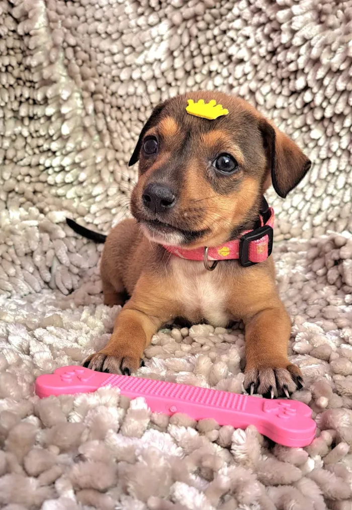 Cachorro ra a SRD-ViraLata idade Abaixo de 2 meses nome Lazanha