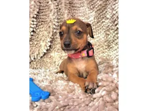 Cachorro raça SRD-ViraLata idade Abaixo de 2 meses nome Lazanha