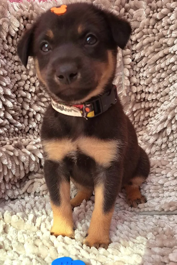Cachorro ra a SRD-ViraLata idade Abaixo de 2 meses nome Amendoim