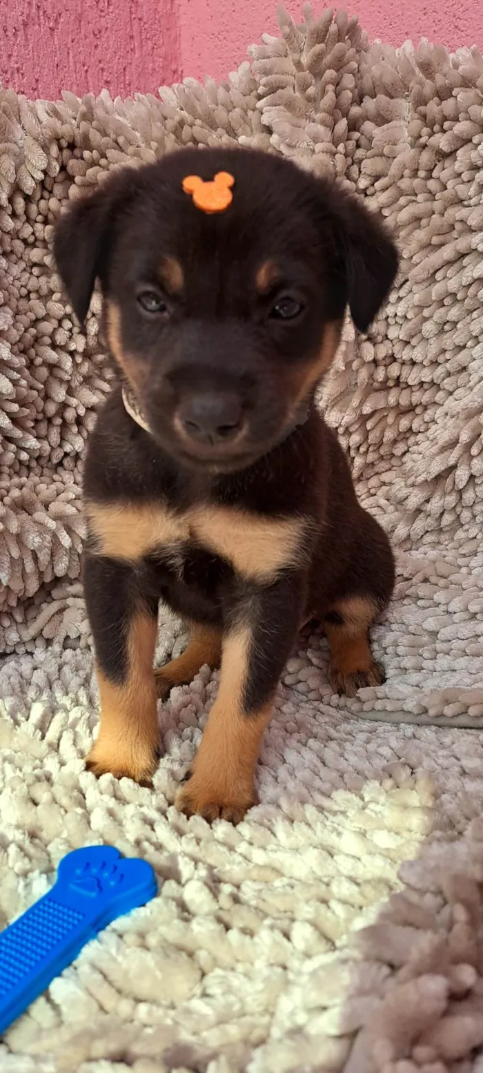 Cachorro ra a SRD-ViraLata idade Abaixo de 2 meses nome Amendoim
