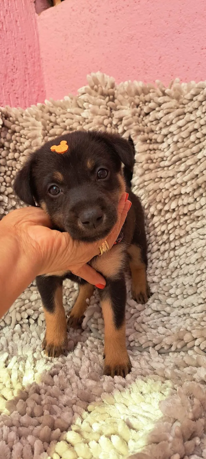 Cachorro ra a SRD-ViraLata idade Abaixo de 2 meses nome Amendoim