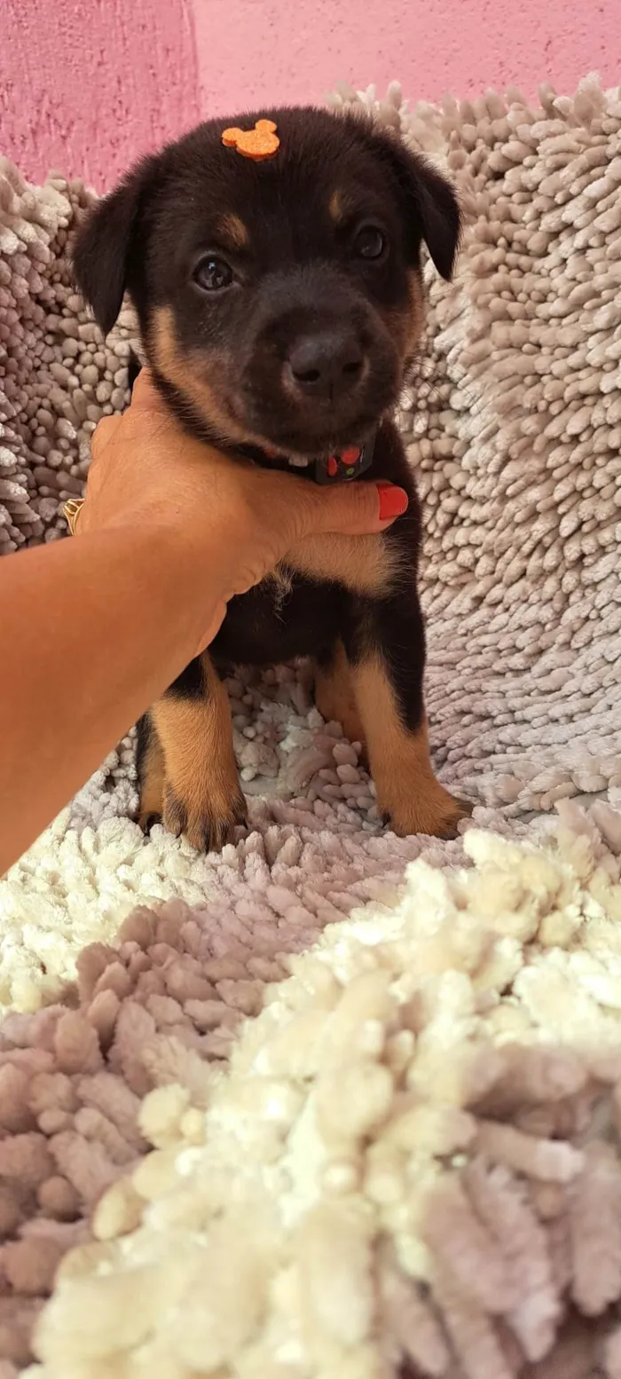Cachorro ra a SRD-ViraLata idade Abaixo de 2 meses nome Amendoim