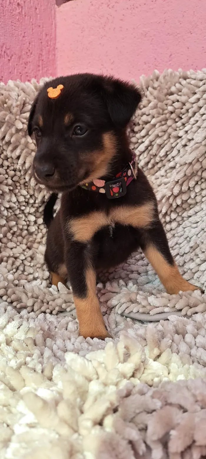 Cachorro ra a SRD-ViraLata idade Abaixo de 2 meses nome Amendoim