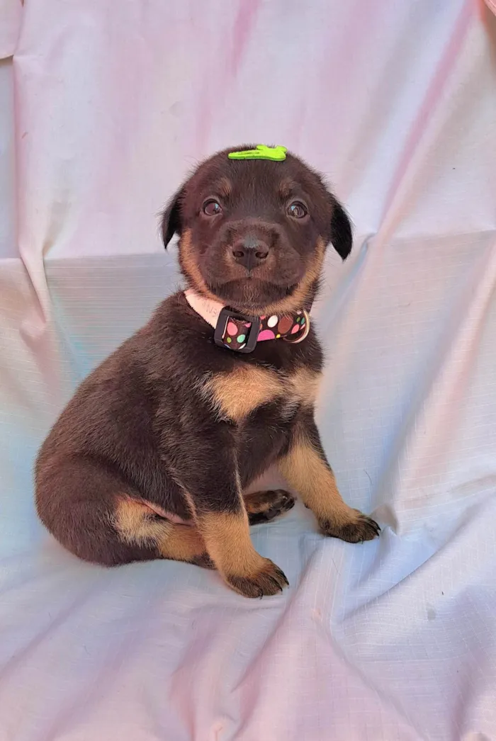 Cachorro ra a SRD-ViraLata idade Abaixo de 2 meses nome Amendoim