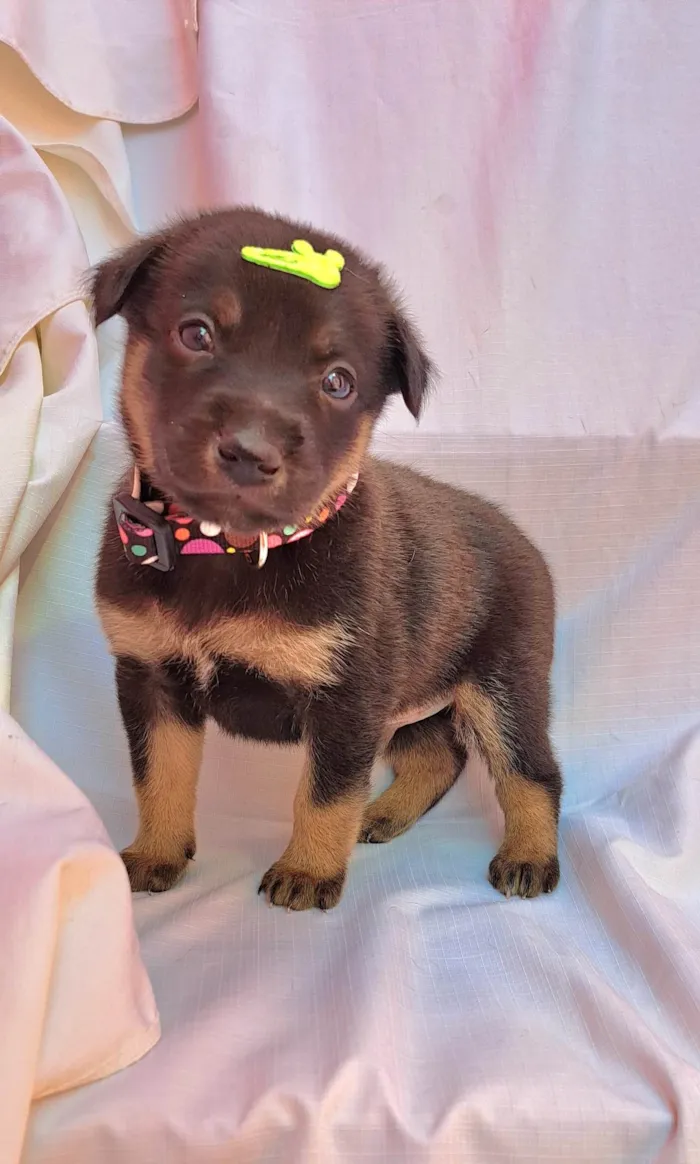 Cachorro ra a SRD-ViraLata idade Abaixo de 2 meses nome Amendoim