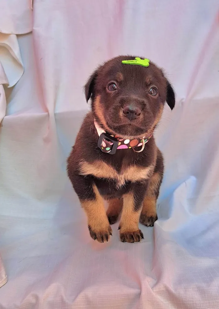 Cachorro ra a SRD-ViraLata idade Abaixo de 2 meses nome Amendoim