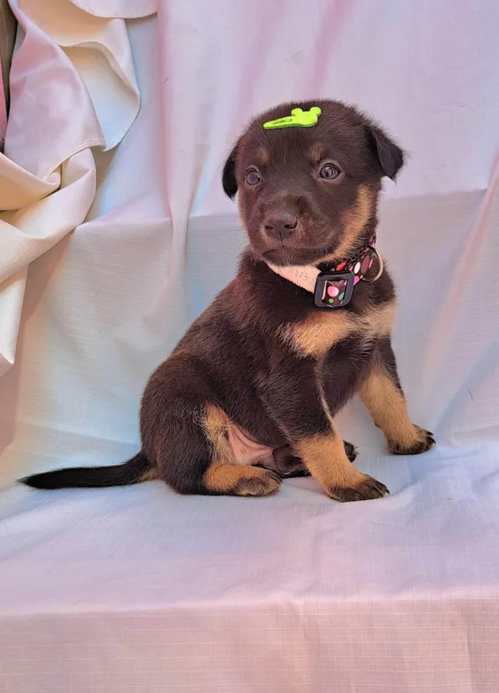 Cachorro ra a SRD-ViraLata idade Abaixo de 2 meses nome Amendoim