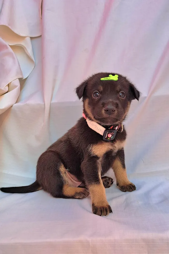 Cachorro ra a SRD-ViraLata idade Abaixo de 2 meses nome Amendoim