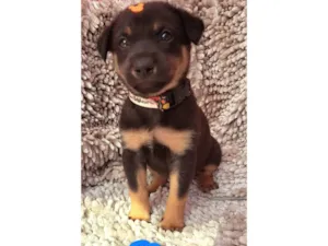 Cachorro raça SRD-ViraLata idade Abaixo de 2 meses nome Amendoim