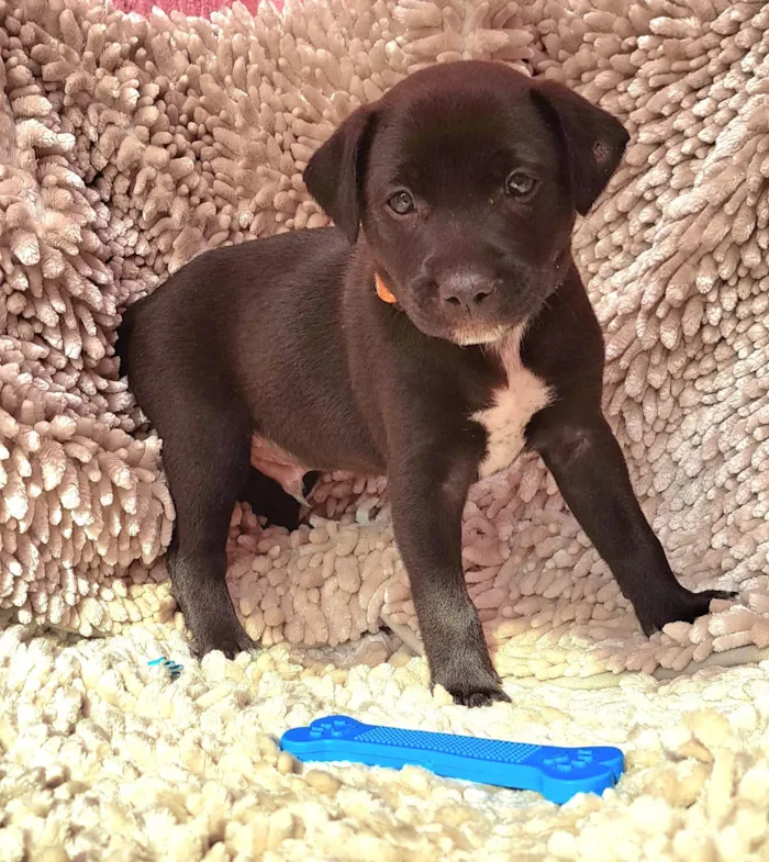 Cachorro ra a SRD-ViraLata idade Abaixo de 2 meses nome Paçoca