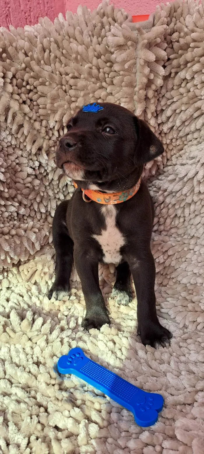 Cachorro ra a SRD-ViraLata idade Abaixo de 2 meses nome Paçoca