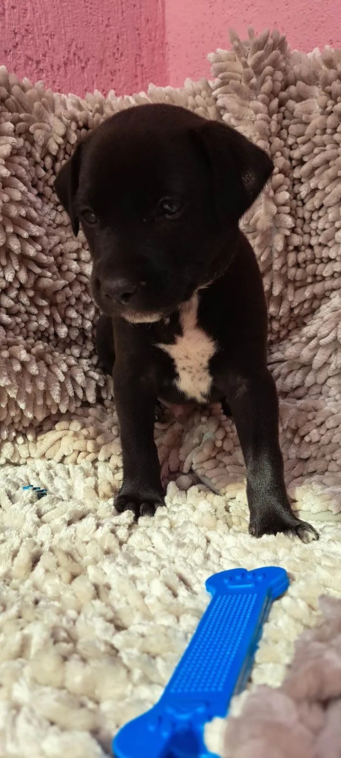 Cachorro ra a SRD-ViraLata idade Abaixo de 2 meses nome Paçoca
