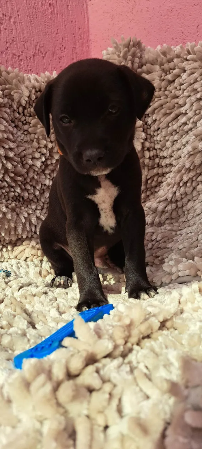 Cachorro ra a SRD-ViraLata idade Abaixo de 2 meses nome Paçoca
