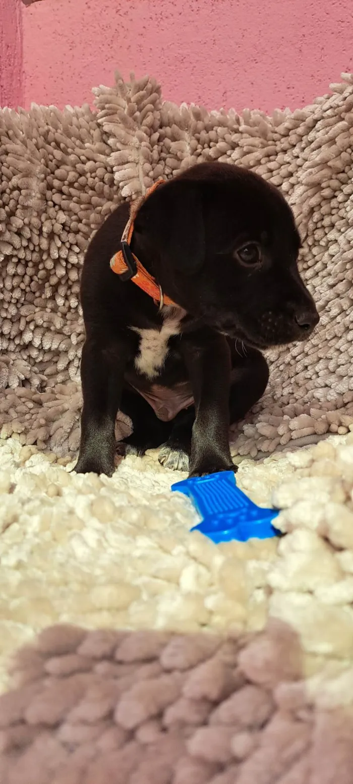 Cachorro ra a SRD-ViraLata idade Abaixo de 2 meses nome Paçoca