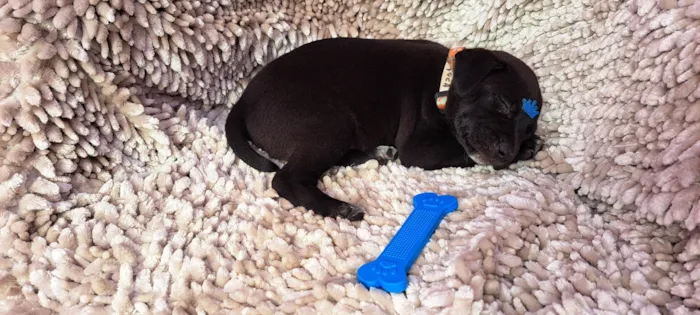 Cachorro ra a SRD-ViraLata idade Abaixo de 2 meses nome Paçoca