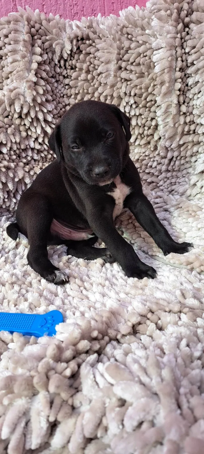 Cachorro ra a SRD-ViraLata idade Abaixo de 2 meses nome Paçoca
