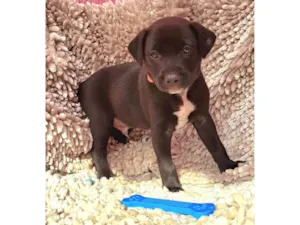 Cachorro raça SRD-ViraLata idade Abaixo de 2 meses nome Paçoca