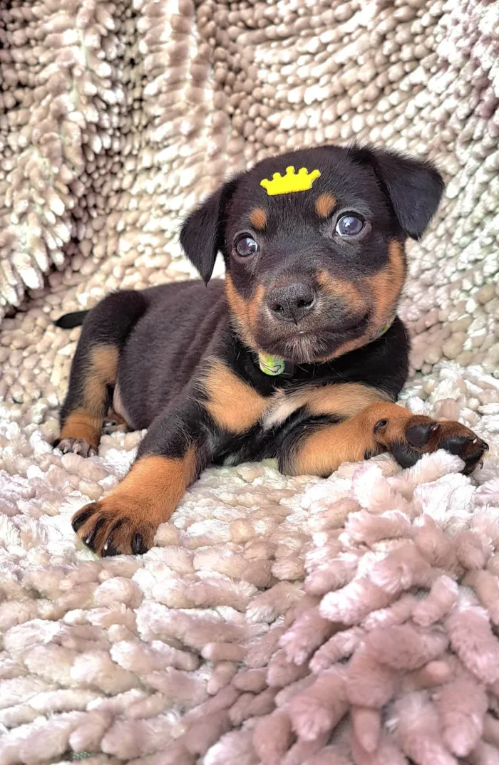 Cachorro ra a SRD-ViraLata idade Abaixo de 2 meses nome Feijoada
