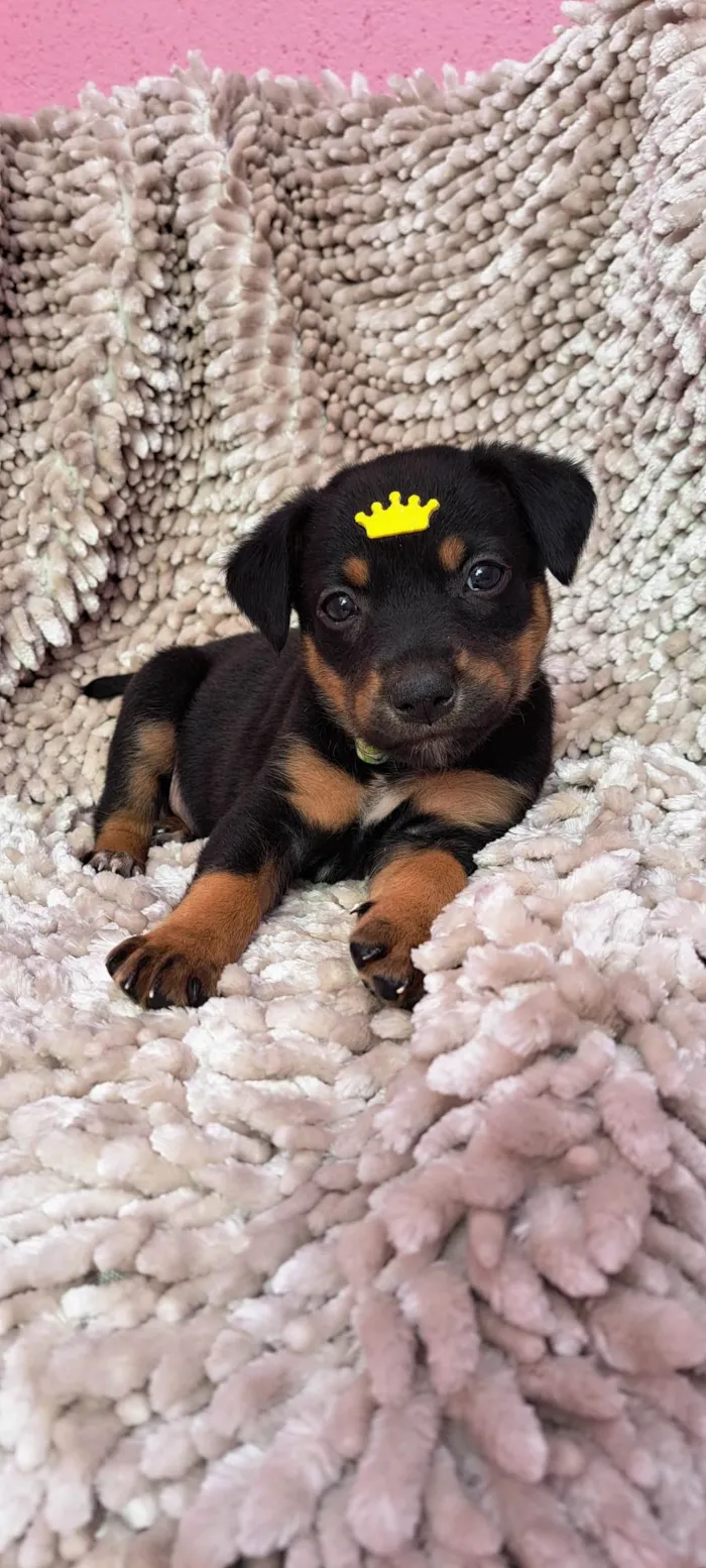 Cachorro ra a SRD-ViraLata idade Abaixo de 2 meses nome Feijoada