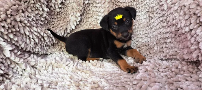 Cachorro ra a SRD-ViraLata idade Abaixo de 2 meses nome Feijoada