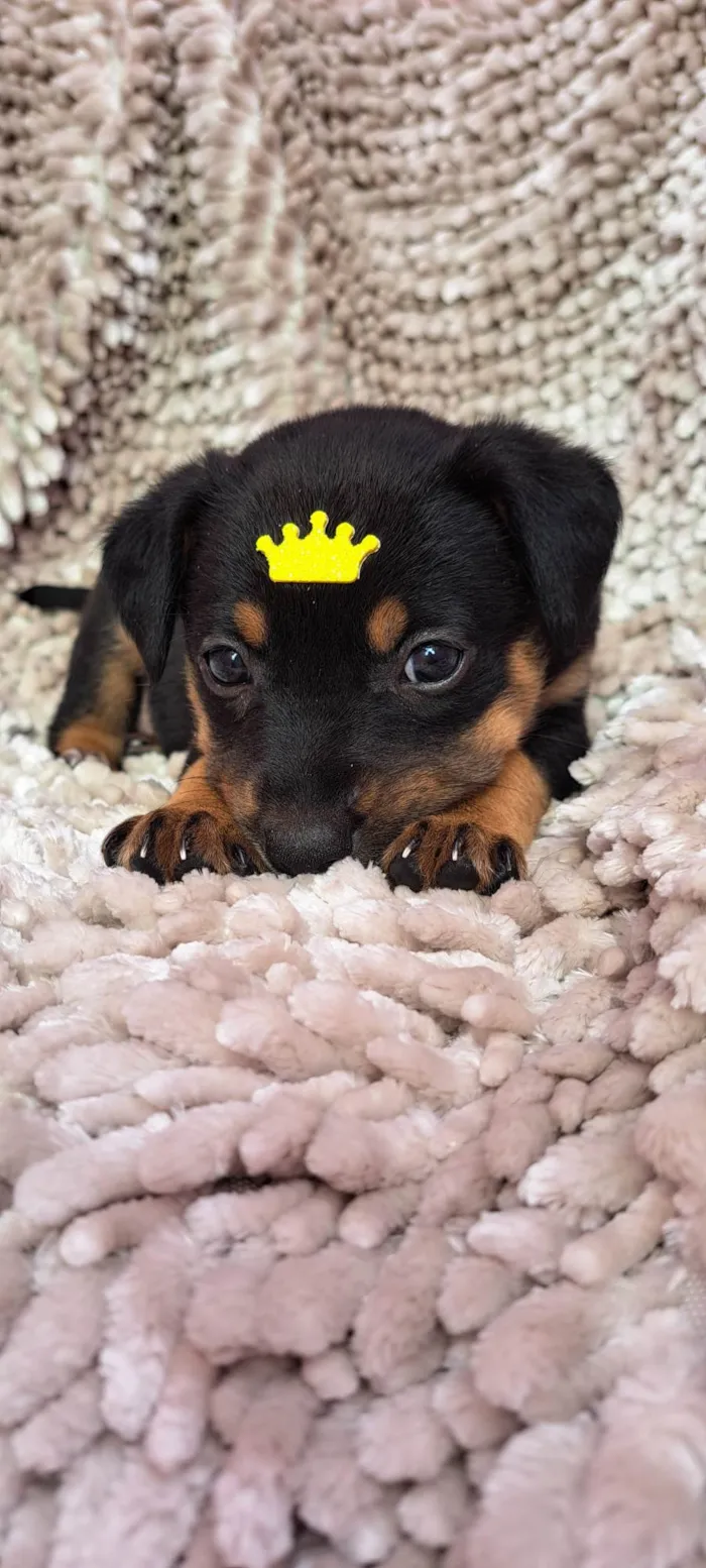 Cachorro ra a SRD-ViraLata idade Abaixo de 2 meses nome Feijoada