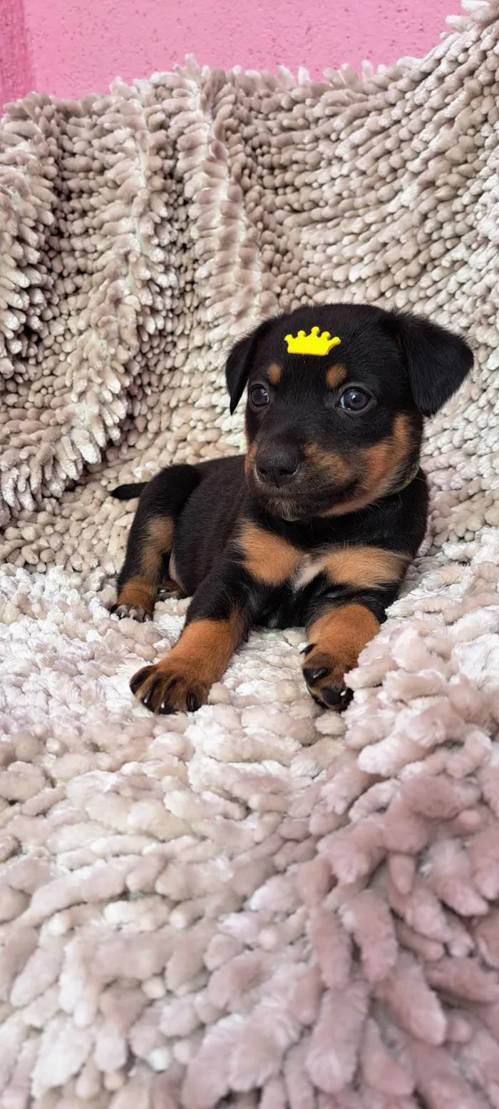 Cachorro ra a SRD-ViraLata idade Abaixo de 2 meses nome Feijoada