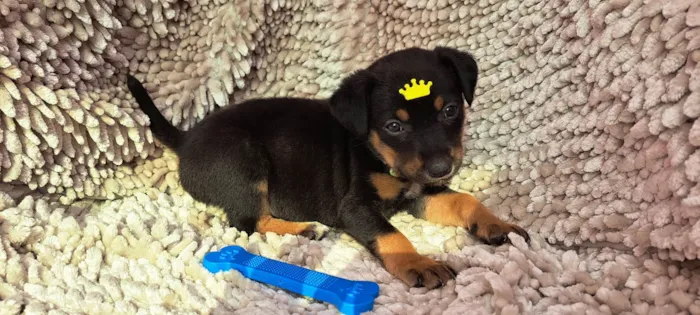 Cachorro ra a SRD-ViraLata idade Abaixo de 2 meses nome Feijoada
