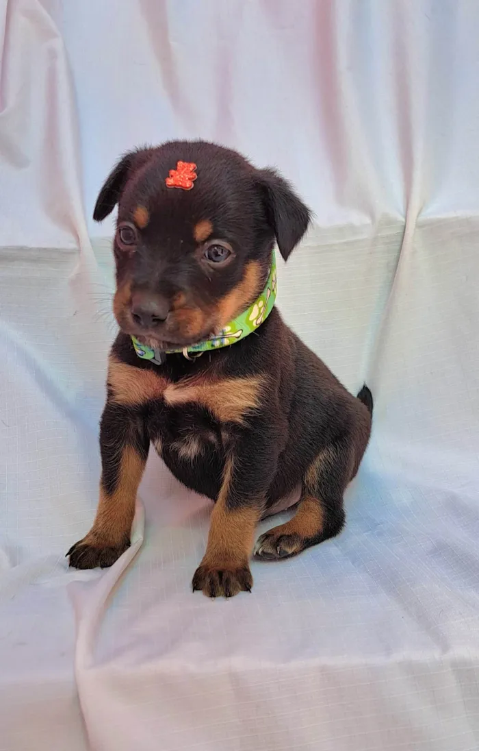 Cachorro ra a SRD-ViraLata idade Abaixo de 2 meses nome Feijoada