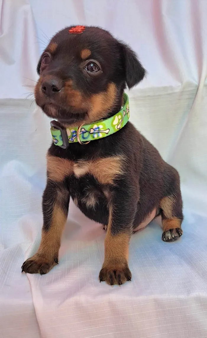 Cachorro ra a SRD-ViraLata idade Abaixo de 2 meses nome Feijoada