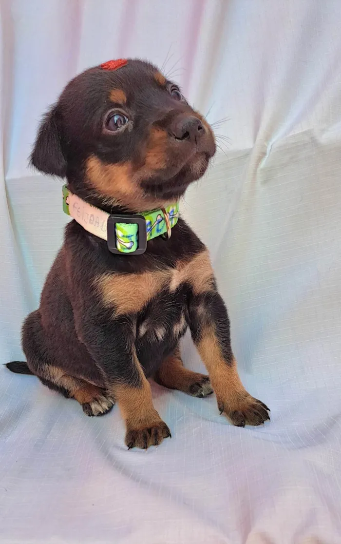 Cachorro ra a SRD-ViraLata idade Abaixo de 2 meses nome Feijoada