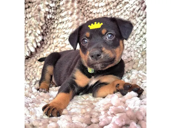 Cachorro ra a SRD-ViraLata idade Abaixo de 2 meses nome Feijoada
