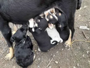 Cachorro raça Labrador idade 2 a 6 meses nome VANUSA FERREIRA OLIVEIRA