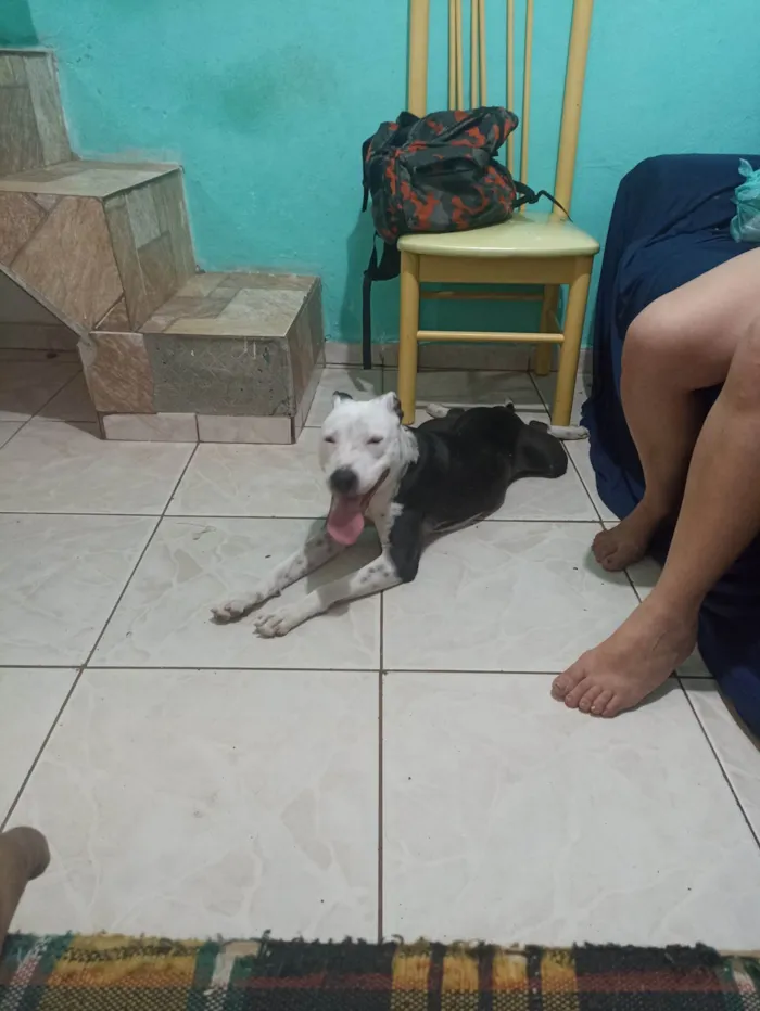 Cachorro ra a Pit-Bull idade 1 ano nome Atena