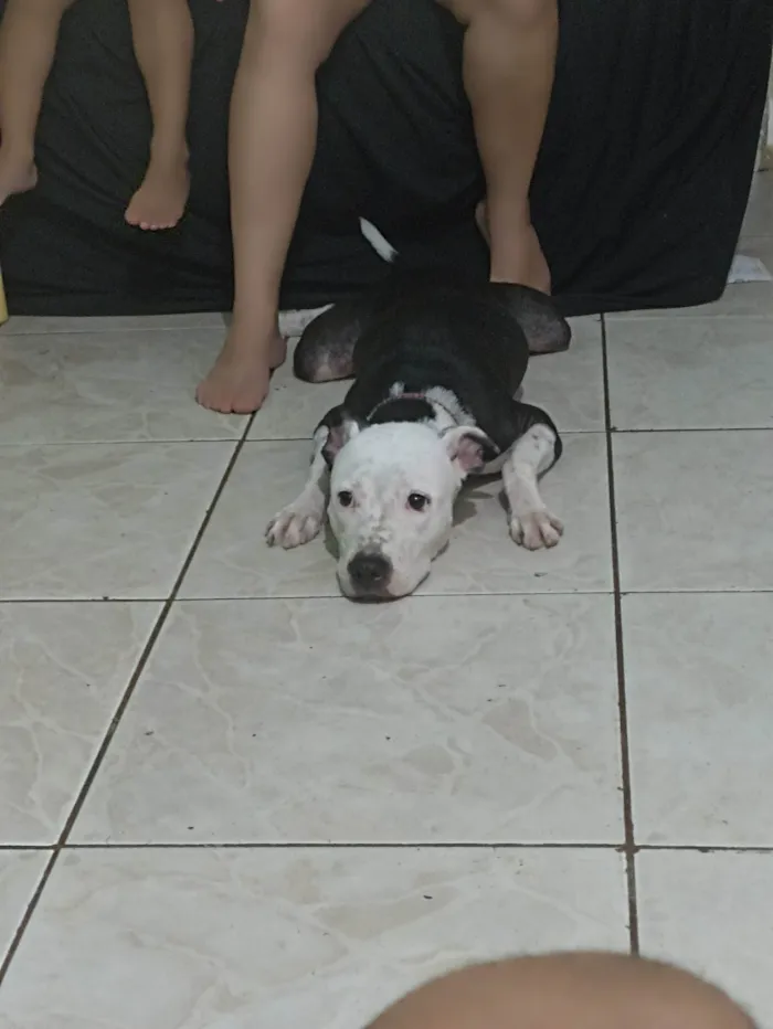 Cachorro ra a Pit-Bull idade 1 ano nome Atena