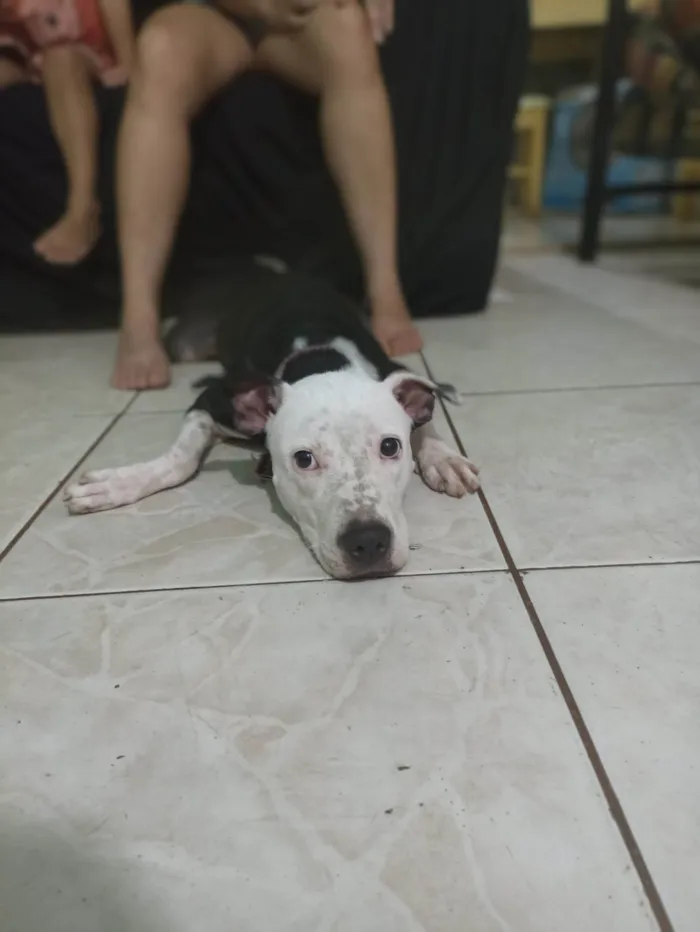 Cachorro ra a Pit-Bull idade 1 ano nome Atena