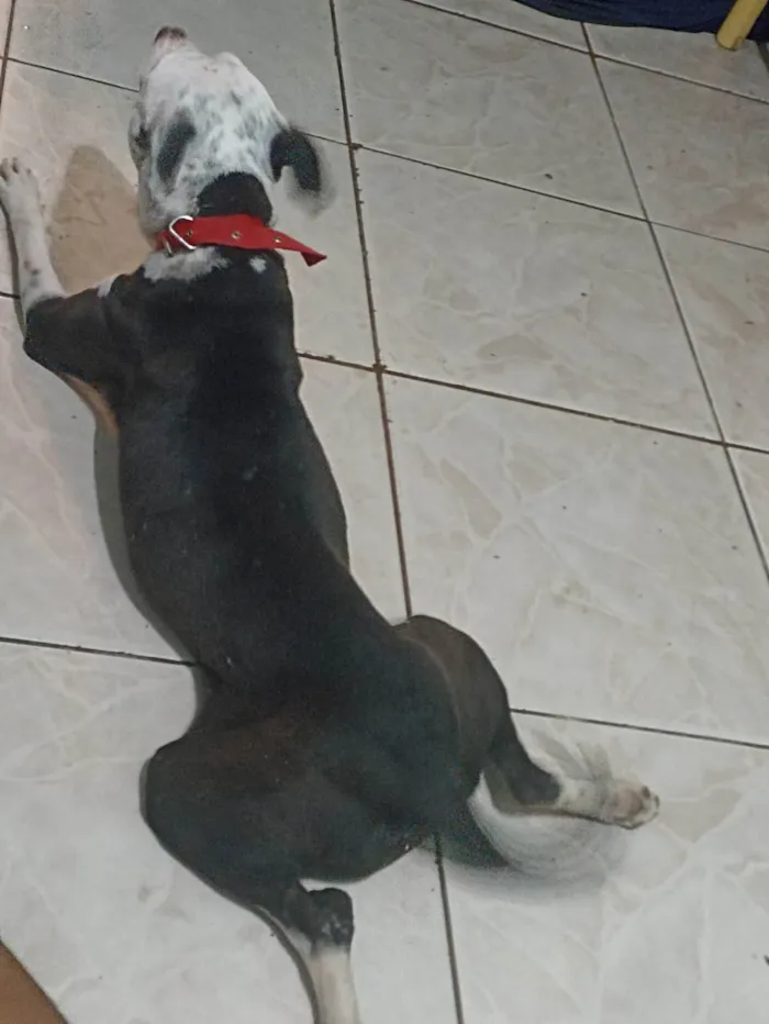 Cachorro ra a Pit-Bull idade 1 ano nome Atena