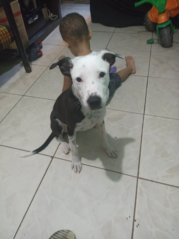 Cachorro ra a Pit-Bull idade 1 ano nome Atena