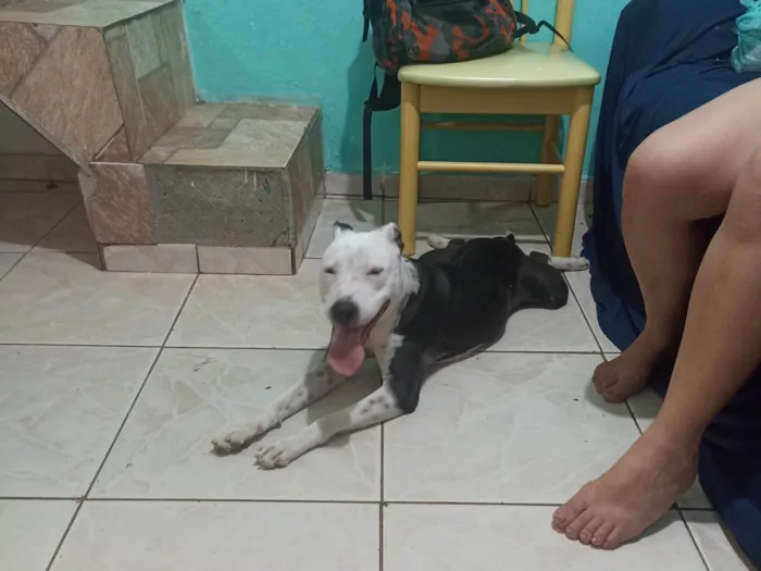 Cachorro ra a Pit-Bull idade 1 ano nome Atena