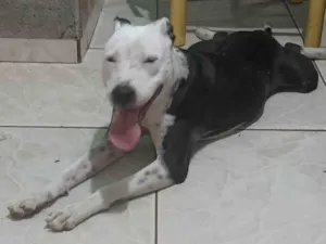 Cachorro raça Pit-Bull idade 1 ano nome Atena