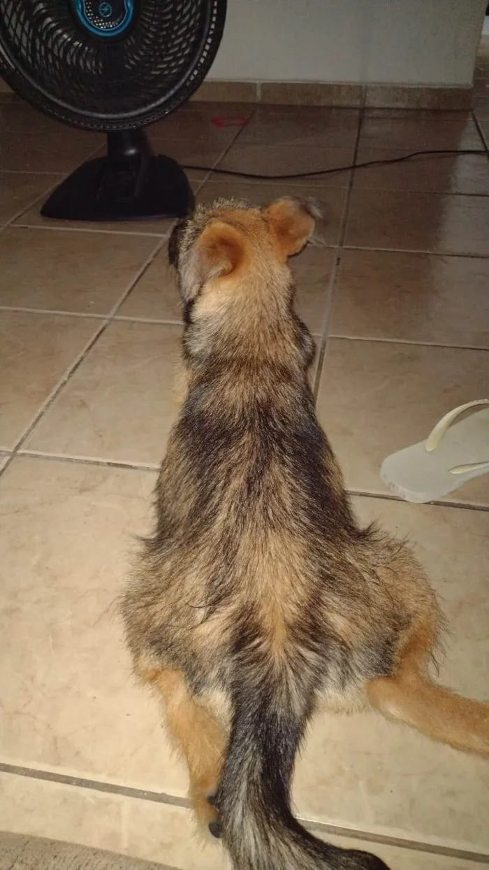 Cachorro ra a SRD-ViraLata idade 7 a 11 meses nome Ventania 