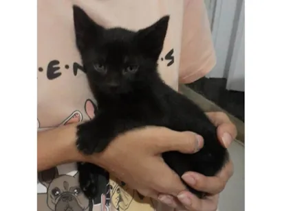 Gato raça SRD-ViraLata idade 2 a 6 meses nome Bartolomeu (Bart)
