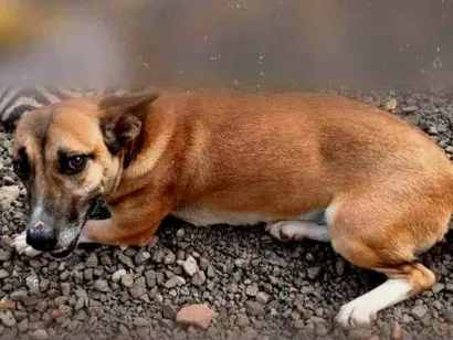 Cachorro raça SRD-ViraLata idade 5 anos nome Dora