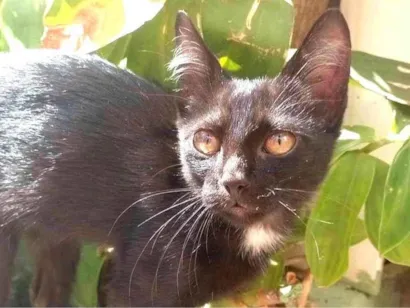 Gato raça SRD-ViraLata idade 2 a 6 meses nome Pretinho 