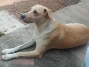 Cachorro raça SRD-ViraLata idade 6 ou mais anos nome Shiva