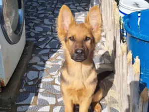 Cachorro raça Pastor Alemão idade 2 a 6 meses nome Aquiles 