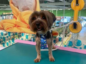 Cachorro raça Yorkshire idade 1 ano nome Gucci 