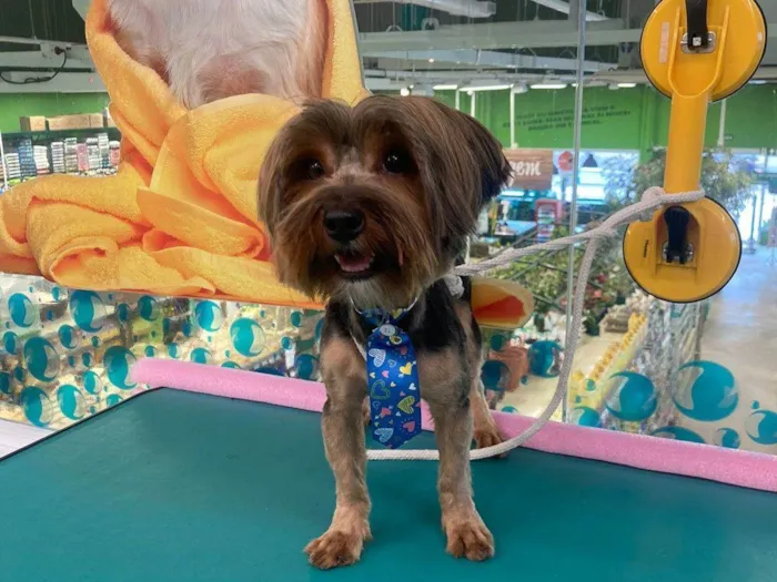 Cachorro ra a Yorkshire idade 1 ano nome Gucci