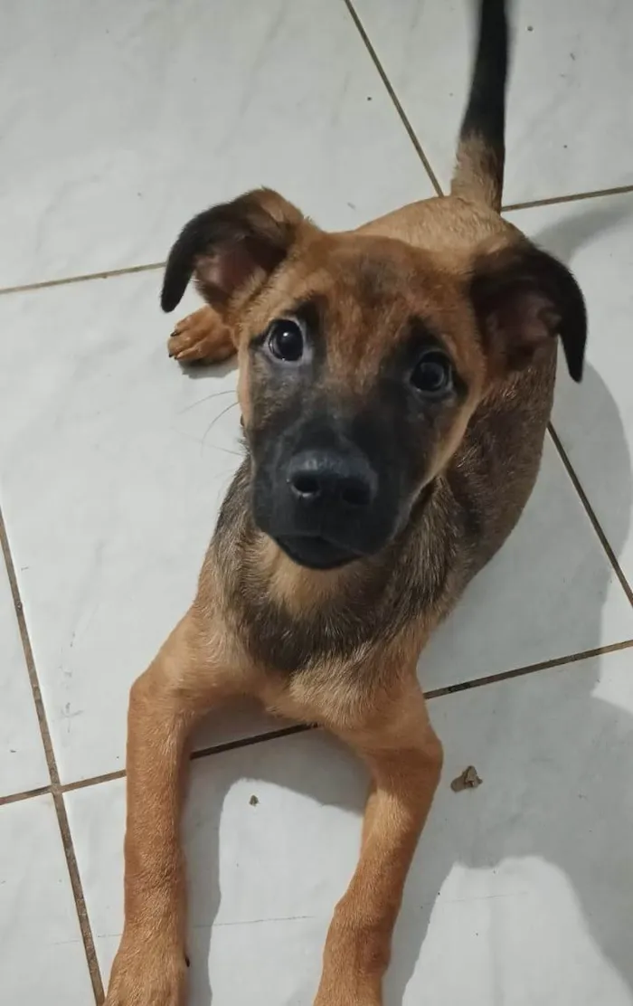 Cachorro ra a SRD-ViraLata idade 2 a 6 meses nome CUCO