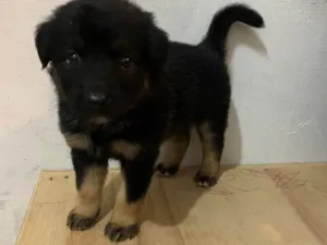 Cachorro raça SRD-ViraLata idade Abaixo de 2 meses nome Pretinha