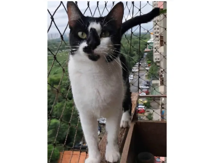 Gato ra a SRD-ViraLata idade 2 anos nome CELINA